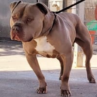 Aron, verträglich, Hund zur Adoption
