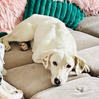Mika - Darf ich bei dir ankommen?, Hündin zur Adoption