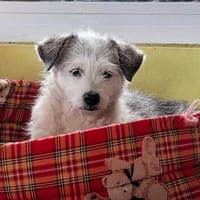 Josie - kleine liebe, ruhige Schmuse-Hündin, Hündin zur Adoption