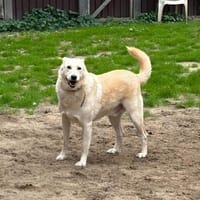 Teddy - lieber Wuschelhund, Hund zur Adoption