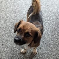 Verschmuste Dina🌺 sucht liebevolles Heim, Hündin zur Adoption