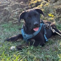 ❣Jackie ❣sucht ihr für immer Zuhause, Hündin zur Adoption