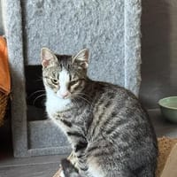 Hübsche Eleni sucht ein Zuhause, Katze zur Adoption