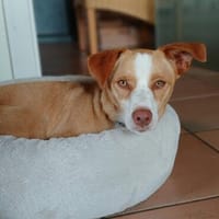 Pepino - lebenslustiger Junghund, Hund zur Adoption