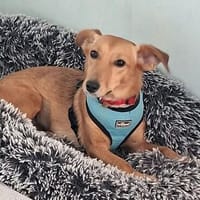 Samira . Junghündin, freundlich, lieb, mag Kinder, Hündin zur Adoption
