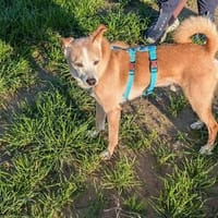 Timon - ein lieber, freundlicher Hund, Hund zur Adoption