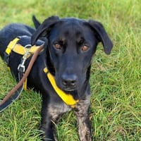 Artemis liebe Junghündin, Hündin zur Adoption
