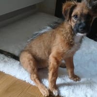 Riki  ein kleiner Kerl mit einer großen Zukunft, Hund zur Adoption