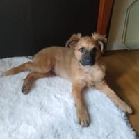 Badi  ein kleiner Freund fürs Leben, Hund zur Adoption