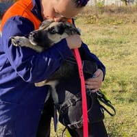Mars hat noch Hoffnung, Hund zur Adoption