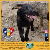 Andra braucht endlich ein Zuhause, Hündin zur Adoption