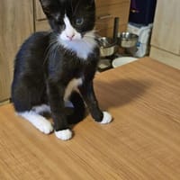 Piratin Maa sucht ihr Zuhause, Katze zur Adoption