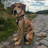 aktiver, fröhlicher FILOU sucht seine Menschen, Hund zur Adoption