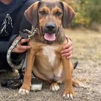 Darian Kleiner Entdecker mit viel Energie sucht seine Mensch, Hund zur Adoption
