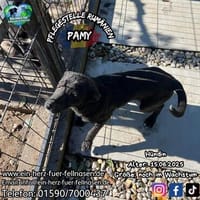 Tamy, eine Freundin für Alle, Hündin zur Adoption