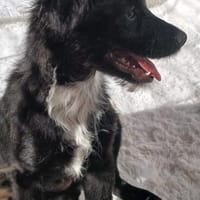 Niki  kleines Hundemädchen sucht ihr Für-immer-Zuhause, Hündin zur Adoption