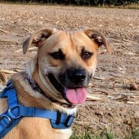 Mats W - lebhafter Schmusebär auf 4 Pfoten 🥰, Hund zur Adoption