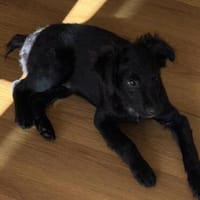 Miki  die Welt wartet auf dich!, Hund zur Adoption