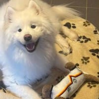 Samojedenrüde Max, Hund zur Adoption