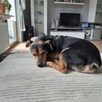 Theo - ein lieber, freundlicher, kleiner Rüde, Hund zur Adoption