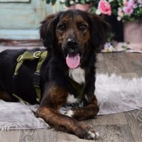 AKKI - voller Elan und Lebensfreude, Hund zur Adoption