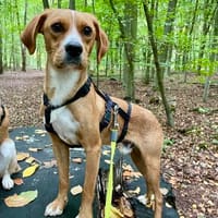 Lino - anhänglich - freundlich - verspielt, Hund zur Adoption