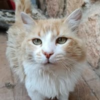 anhänglicher Shu in Aschaffenburg (ALO), Kater zur Adoption