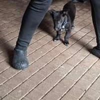 Kleine Hunde suchen ein Zuhause, Hündin zur Adoption