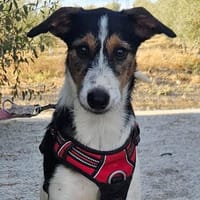 Emil - wer hilft ihm dabei, die Welt zu entdecken?, Hund zur Adoption