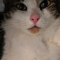 Ruhiger Terry in  Heusweiler(ALM), Kater zur Adoption