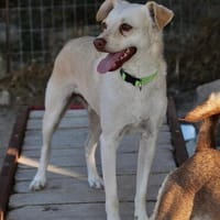 Quirin-freundlich und lieb, Hund zur Adoption