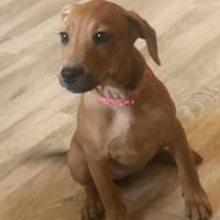 Romy kleines Hundekind sucht ein Zuhause, Hündin zur Adoption