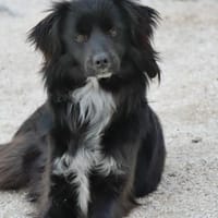 Rico freundlich und zugänglich, Hund zur Adoption