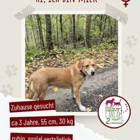 Milk sucht ein Zuhause, Hündin zur Adoption