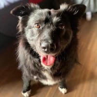🍀 Afrodita wartet auf ihre Menschen 🐾, Hündin zur Adoption