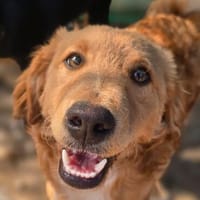 Lando - freundlich - verspielt - kinderlieb, Hund zur Adoption