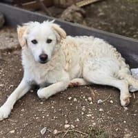 Larry - freundlich - verspielt - kinderlieb, Hund zur Adoption