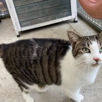 NALA, chatte à adopter