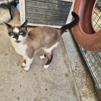 FRANCO, chat à adopter