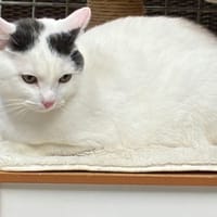 TITI, chat à adopter