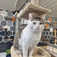 MARCEAU, chat à adopter