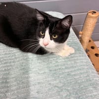 SENEZ, chat à adopter