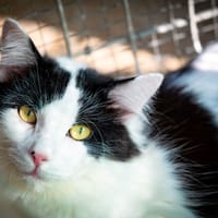 ARASH, chat à adopter