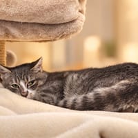 Swing [Chaton], chat à adopter