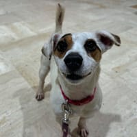 NINA OAA20171, chienne à adopter
