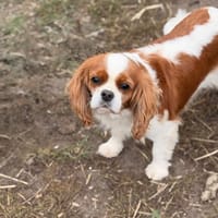 Reve d'un soir CAA16223, chienne à adopter