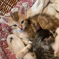 Basilic, chat à adopter