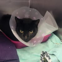 Germain, chat à adopter