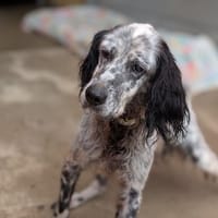 Ilton, chien à adopter
