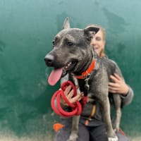 CRYSTALE, chienne à adopter